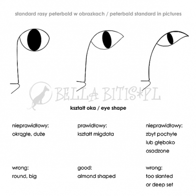 standard rasy w obrazkach